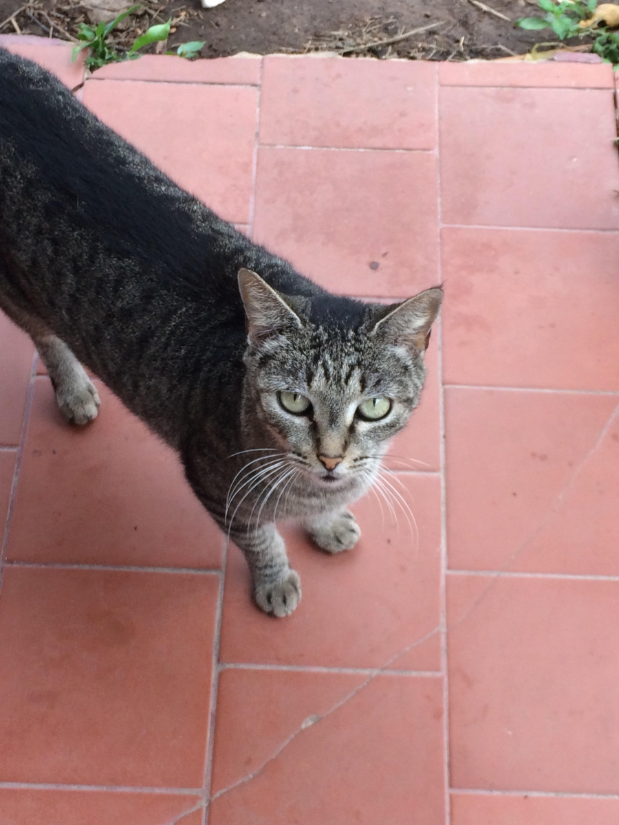 A cat named Tigerlilly in Bolivia